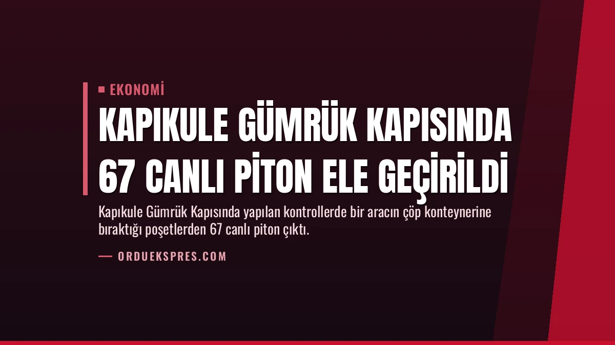 Kapıkule Gümrük Kapısında 67 Canlı Piton Ele Geçirildi