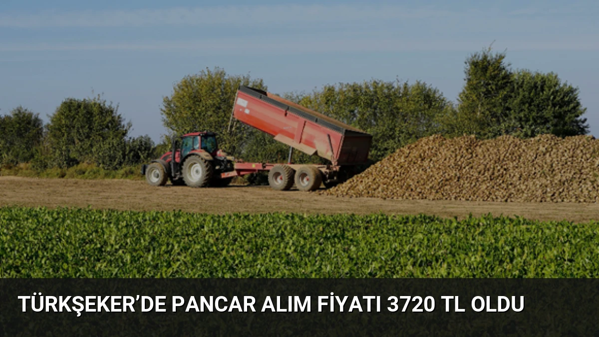 Türkşeker’de Pancar Alım Fiyatı 3720 TL Oldu